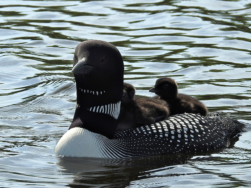 Loon