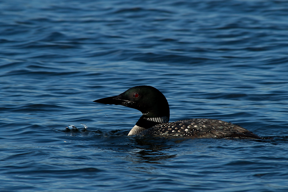 Loon...