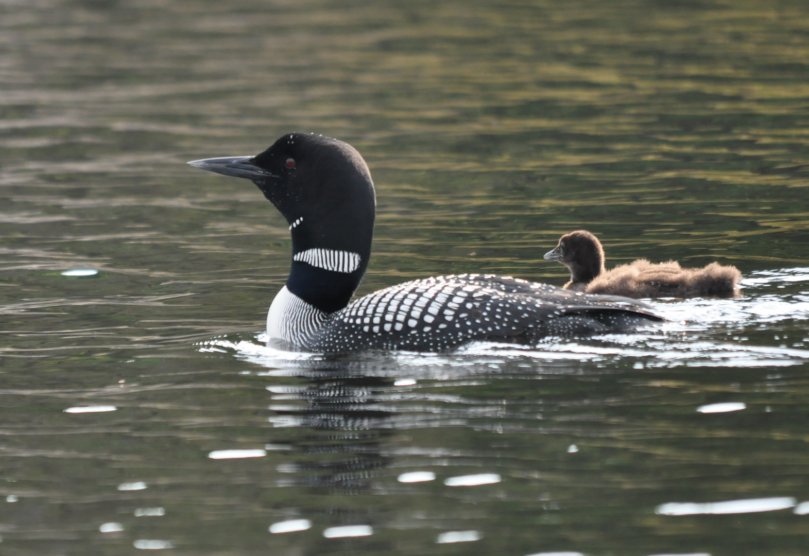 Loon