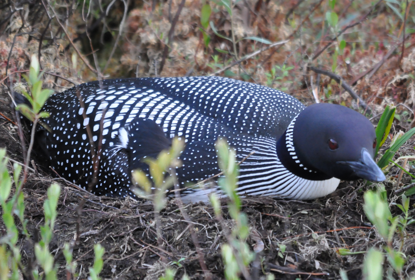 Loon am Joe Lake