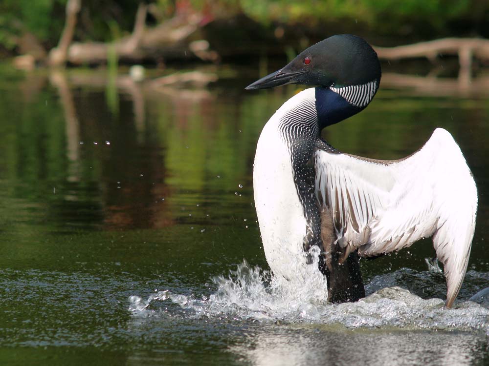 Loon drying his wings