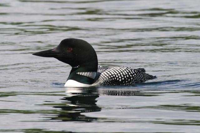 Loon