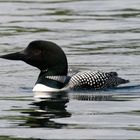 Loon