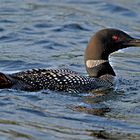 Loon / Eistaucher