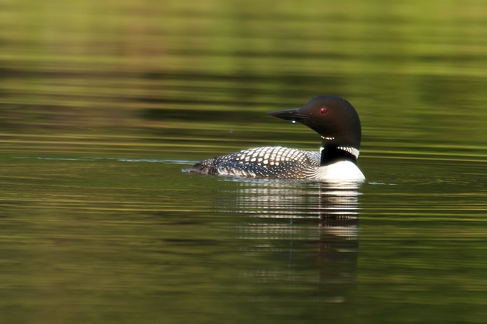 Loon