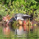 Loon on Nest with Baby