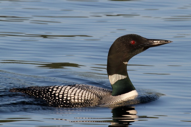 Loon song