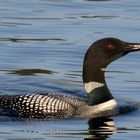 Loon song