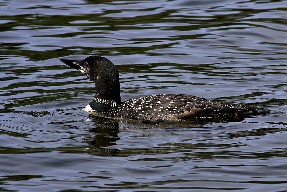 Loone,Lake Of The Woods,Ontario