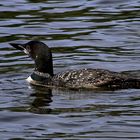 Loone,Lake Of The Woods,Ontario