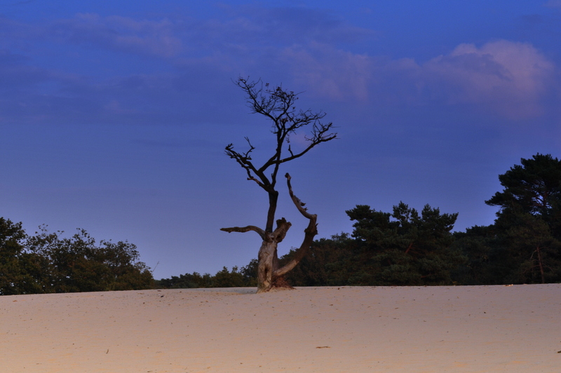 Loonse en Drunense Duinen Holland