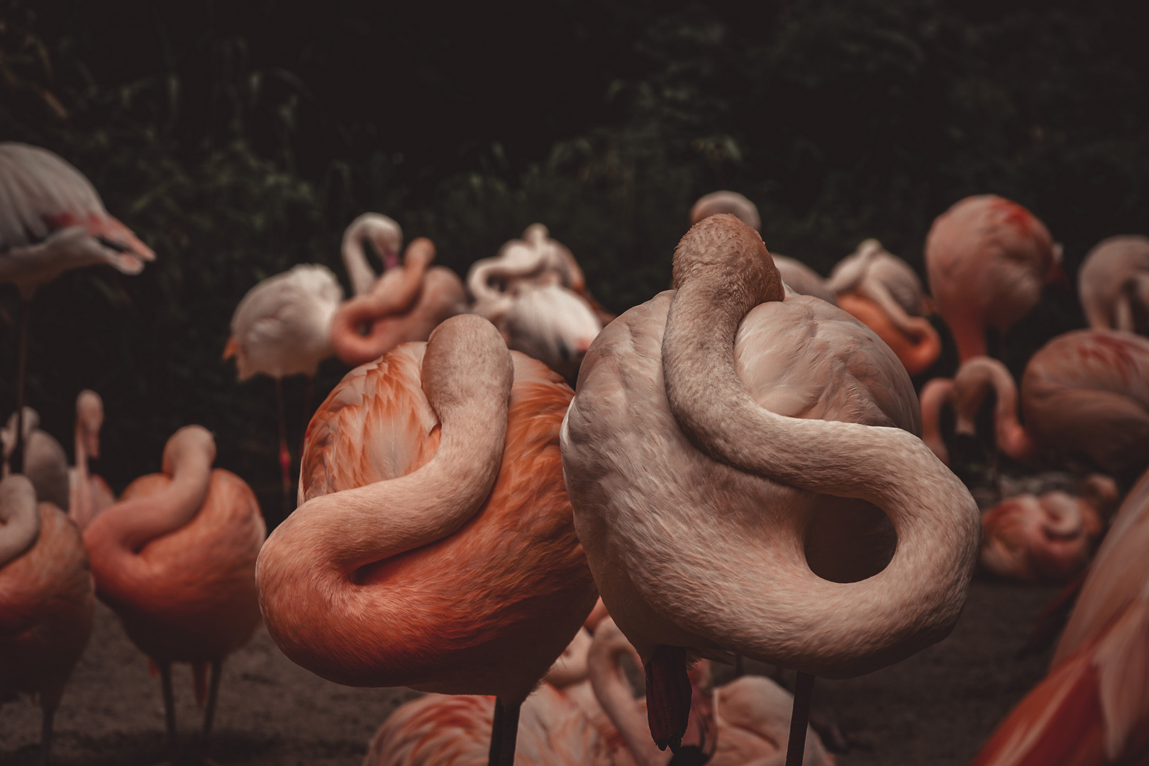 — Loop of flamingo —