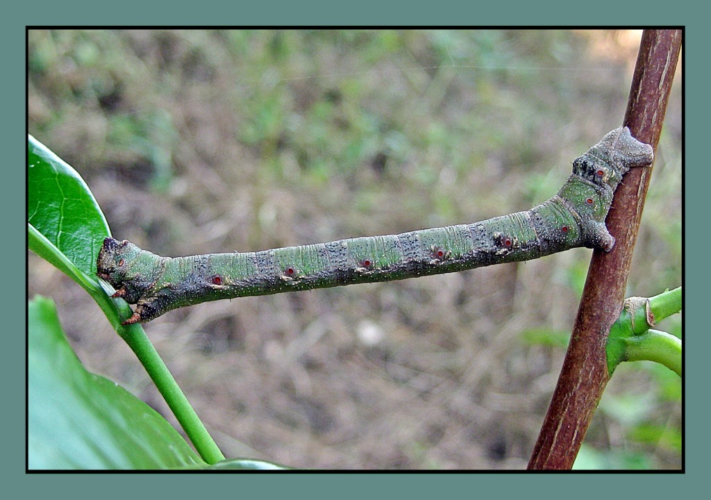 Looper caterpillar~