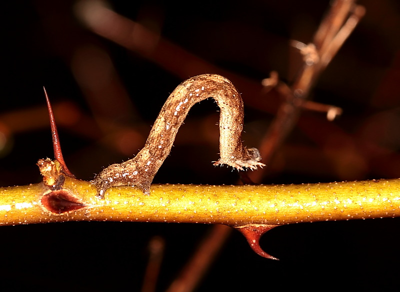 Looper Caterpiller