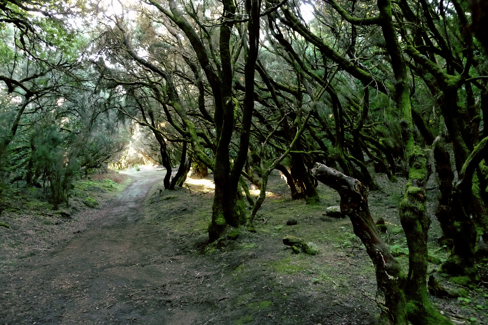 Loorbeerwald bei Las Hayas