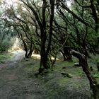 Loorbeerwald bei Las Hayas