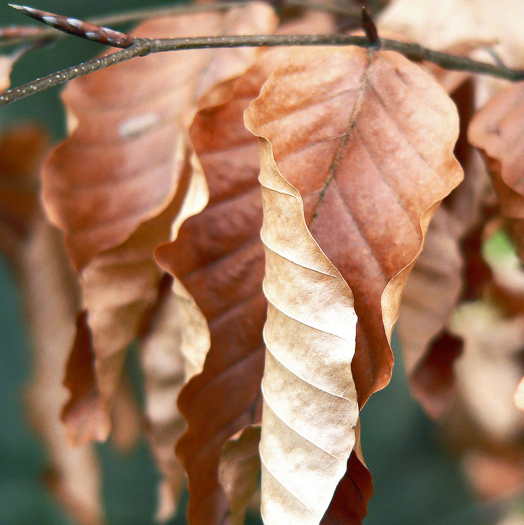 Loosing leaves