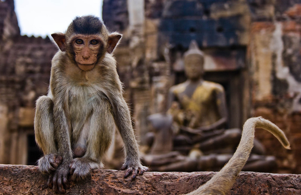 Lopburi, Thailand