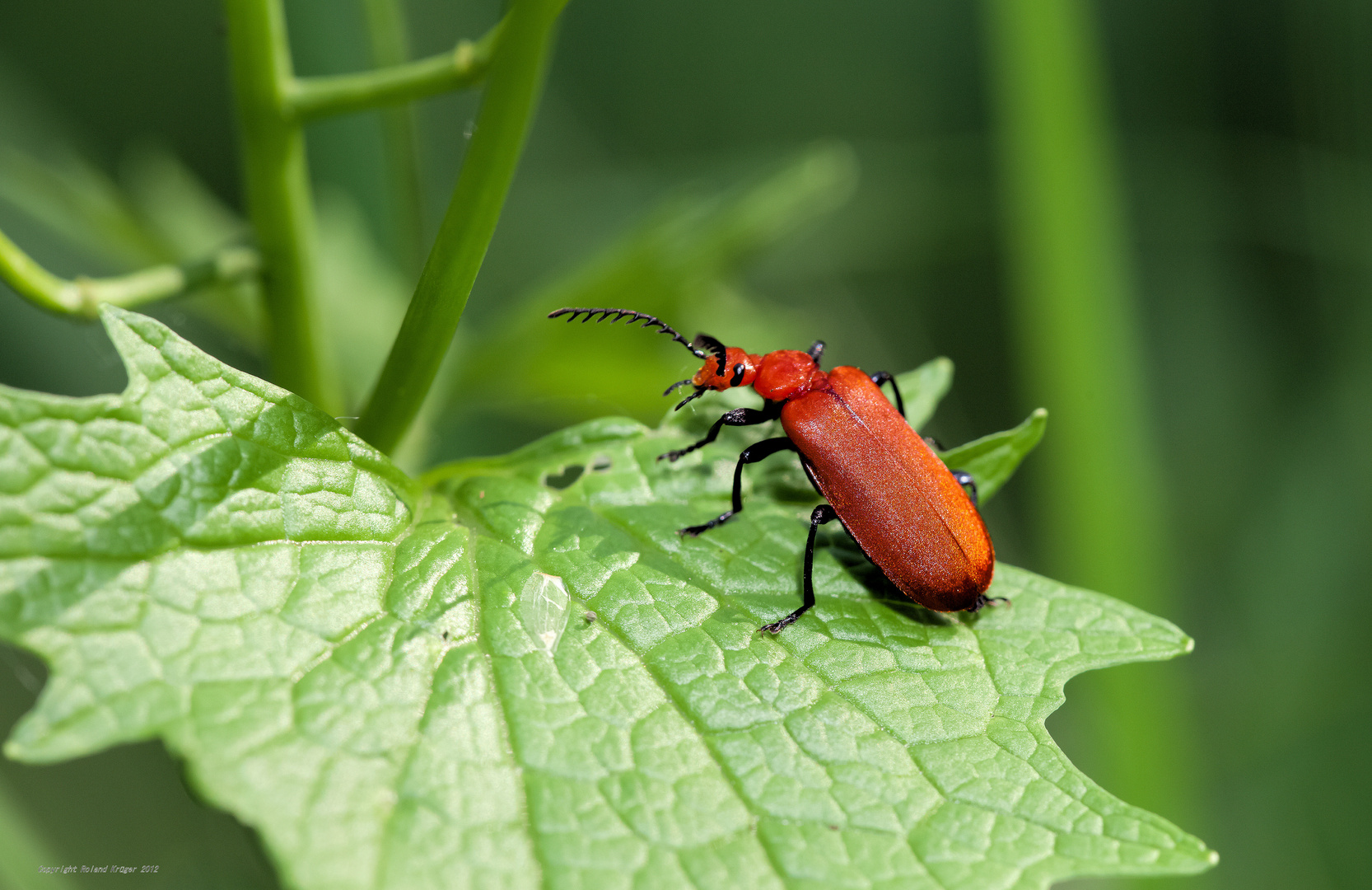 Lopherus rubens