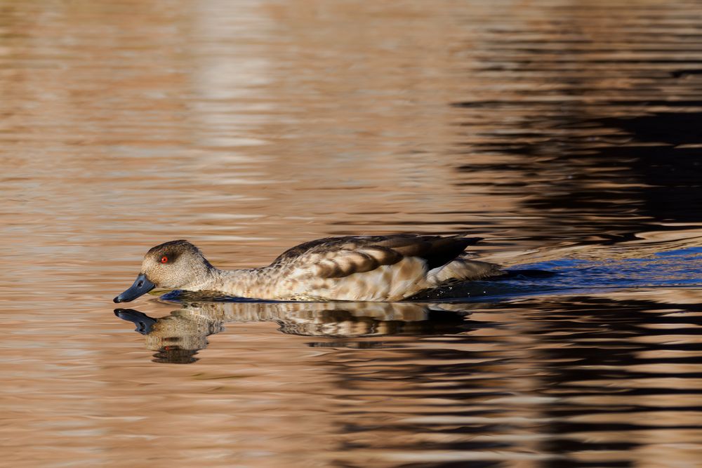 Lophonetta Stockente