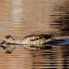 Lophonetta Stockente