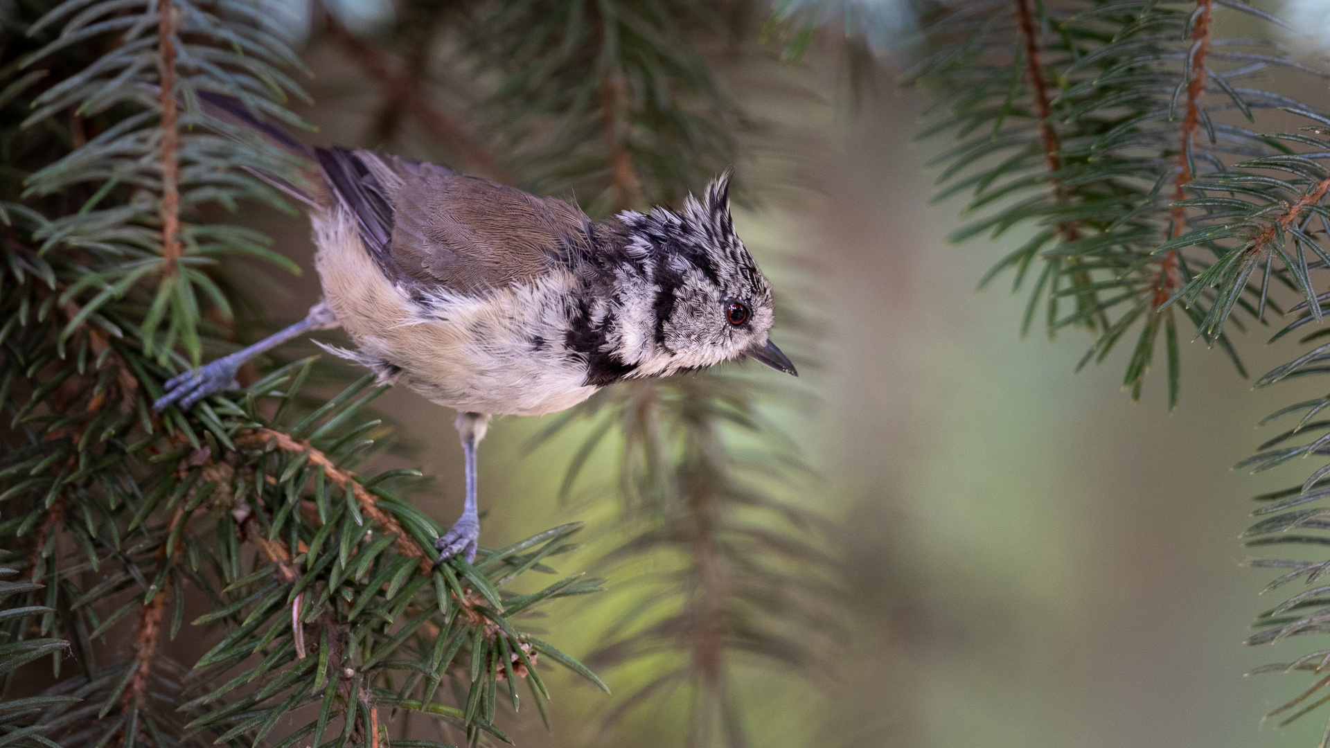 Lophophanes cristatus