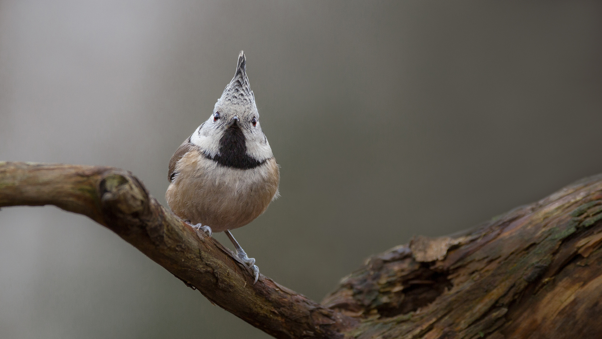 Lophophanes cristatus