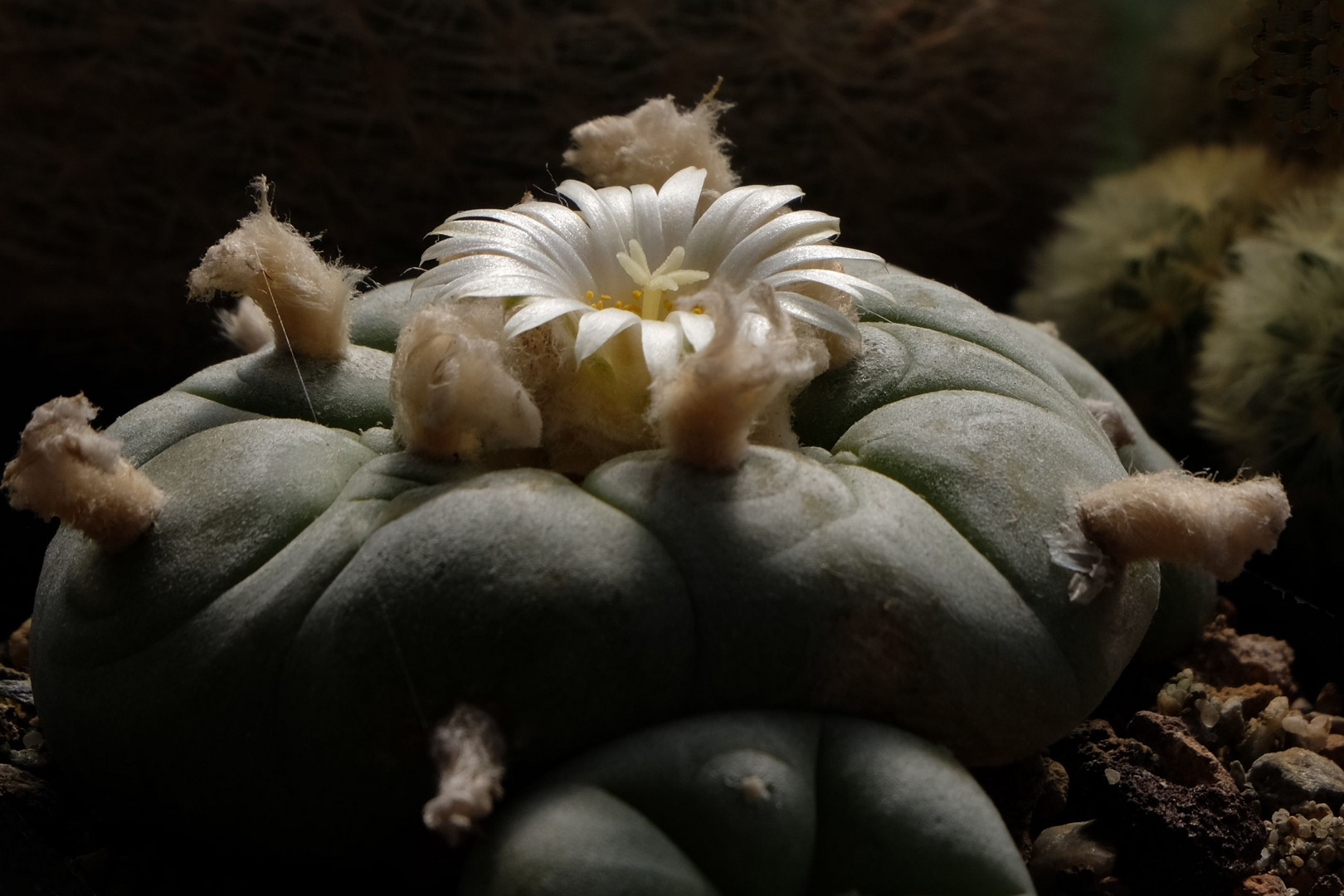 Lophophora diffusa...