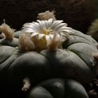 Lophophora diffusa...