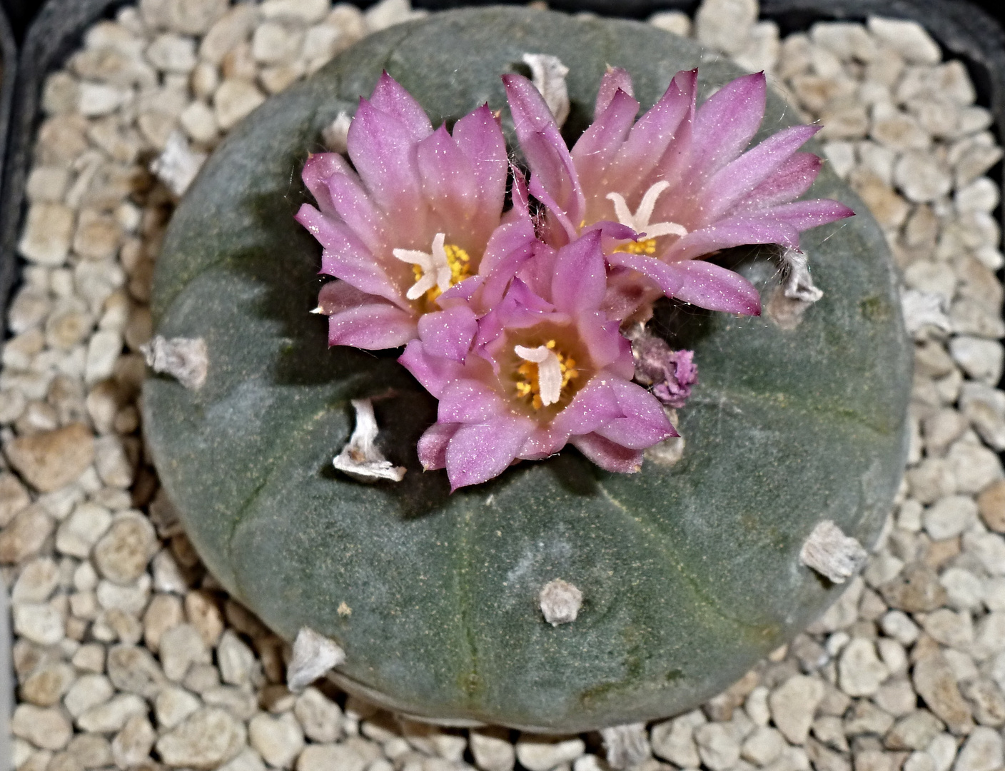 Lophophora fricii