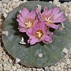 Lophophora fricii