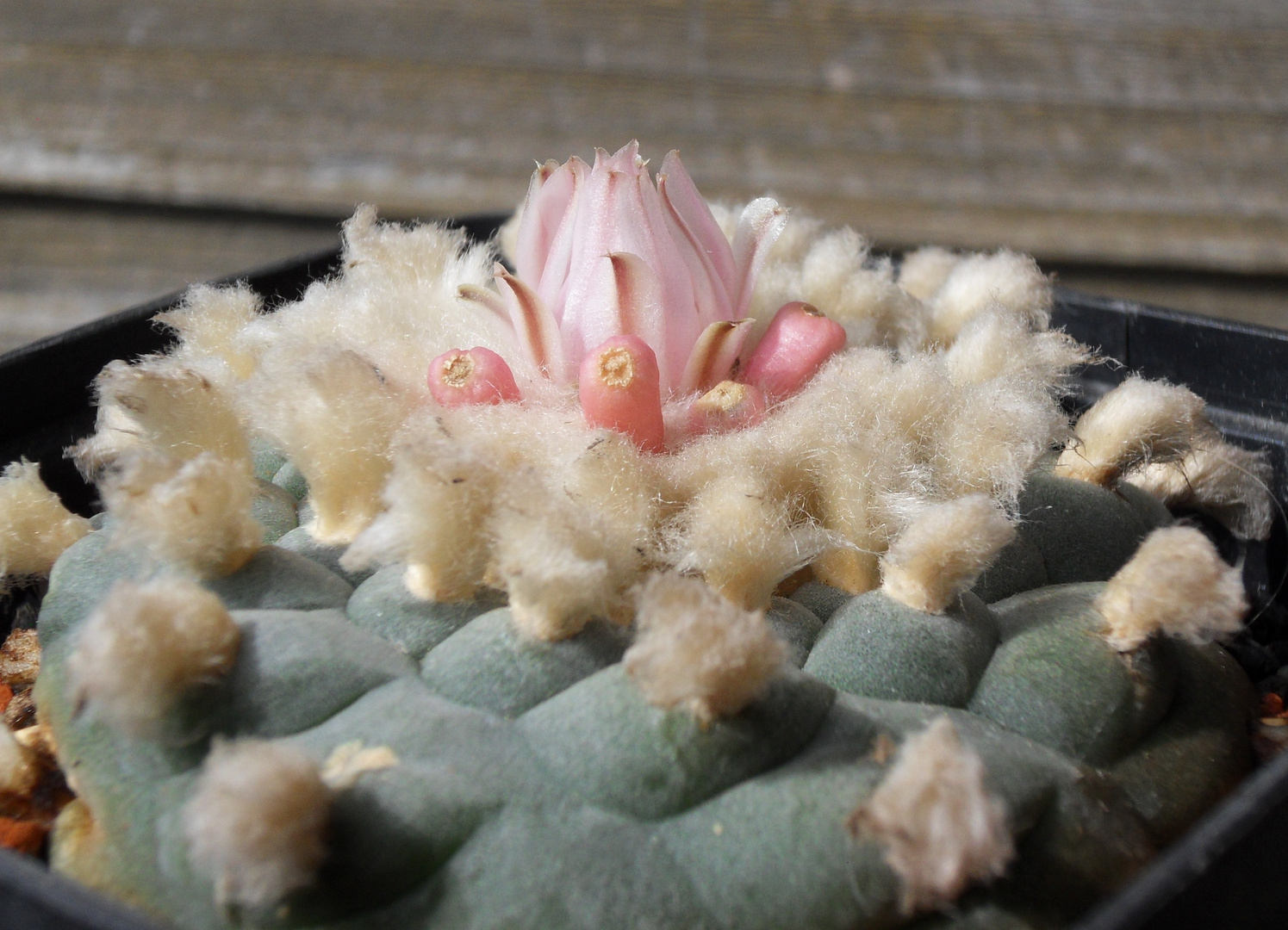 Lophophora williamsii..