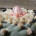 Lophophora williamsii..