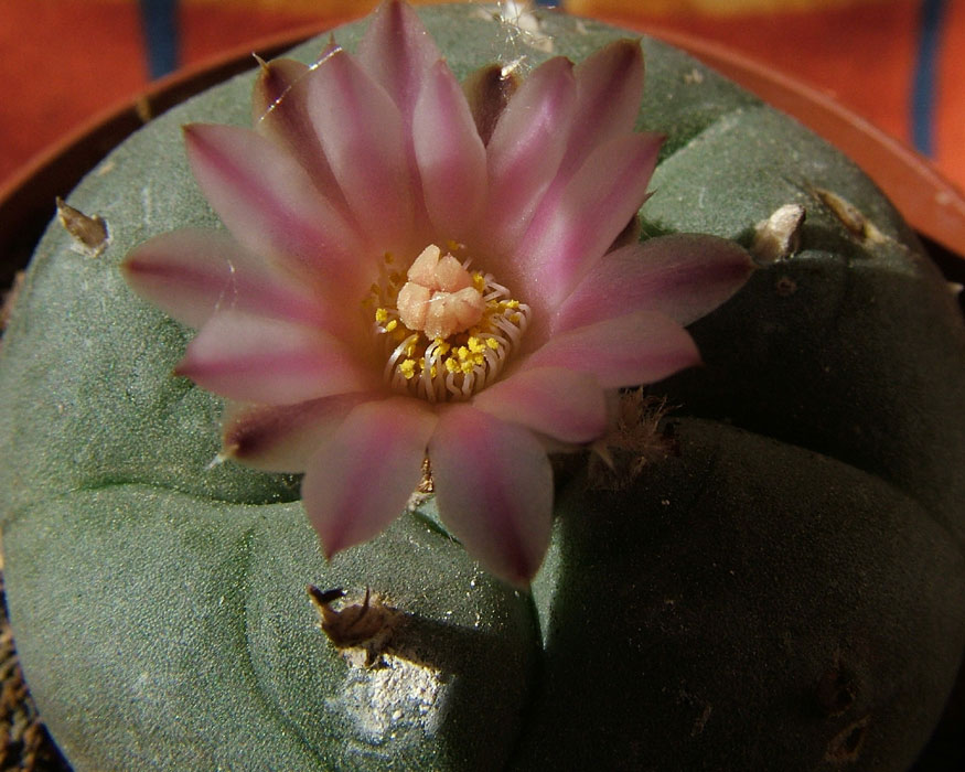 Lophophora Williamsii