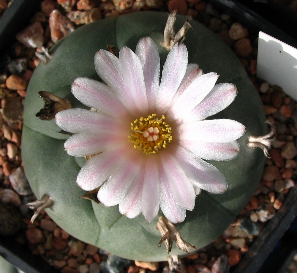 Lophophora williamsii var. texana Kreuzinger ex. backeberg