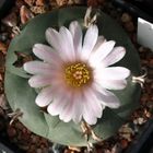 Lophophora williamsii var. texana Kreuzinger ex. backeberg