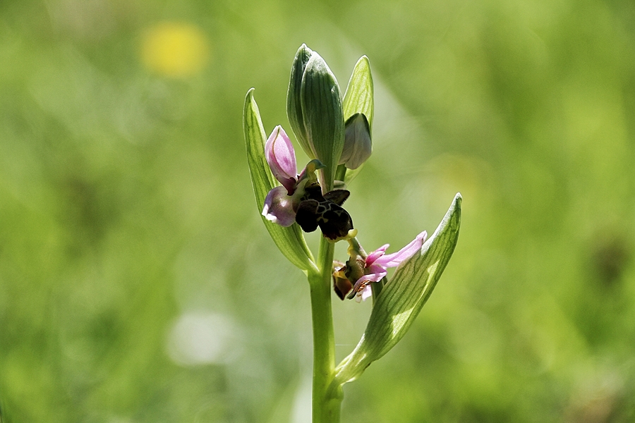 l'ophris scolopax !