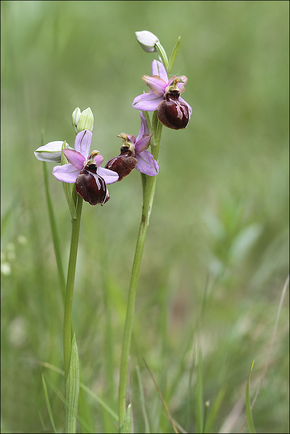 L'ophrys aveyronensis 