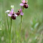 L'ophrys aveyronensis 