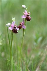 L'ophrys aveyronensis 