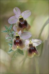 L'Ophrys d'Avril ...