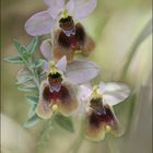 L'Ophrys d'Avril ...