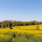 L'or de la terre