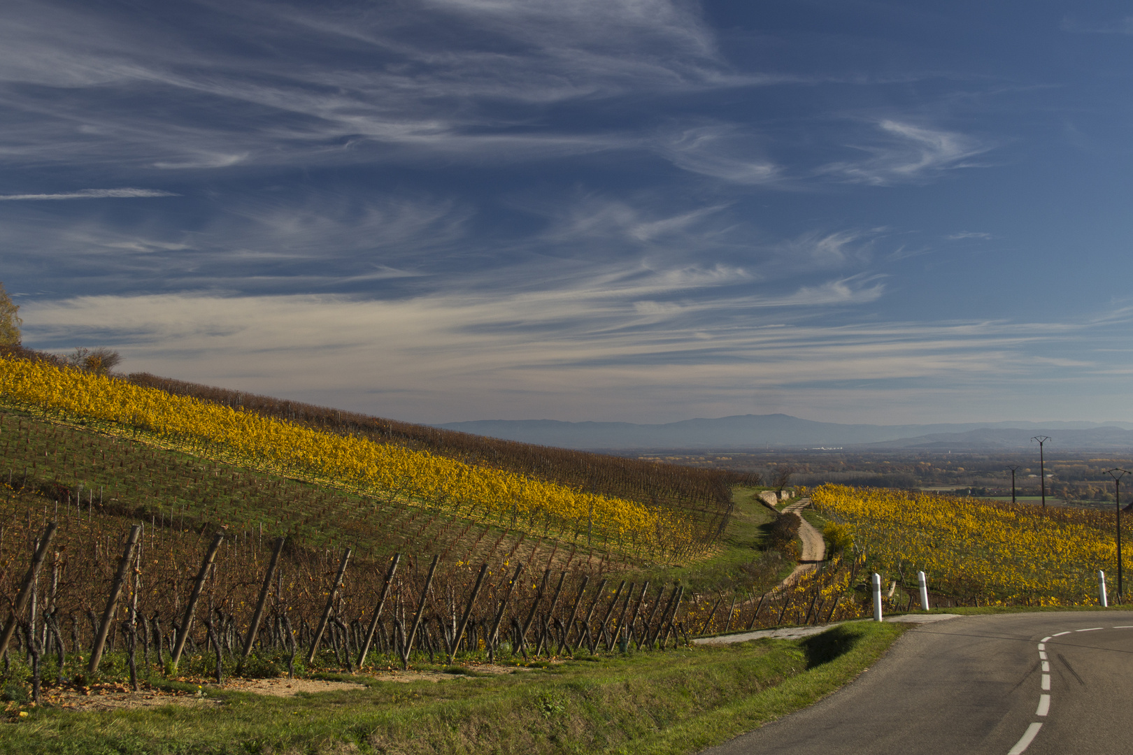 L'or des vignes