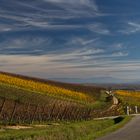 L'or des vignes