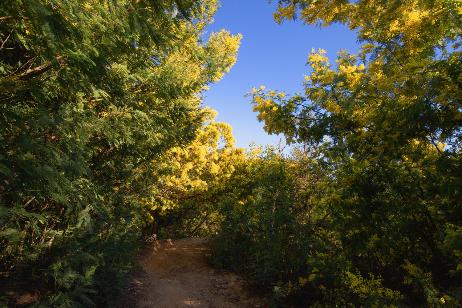 L'or jaune du Massif de Tanneron