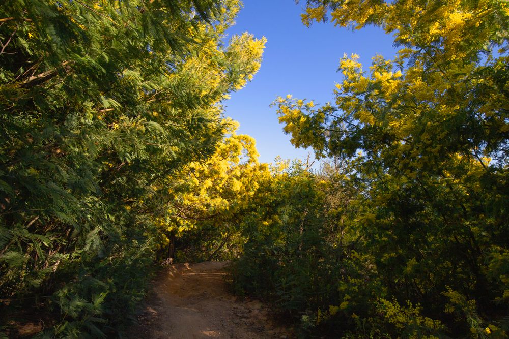 L'or jaune du Massif de Tanneron