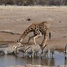 L'ora dell'abbeverata all'Etosha