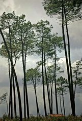 l'orage dans les landes