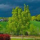 L'orage-gronde-au-loin-